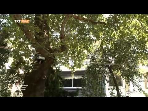 Beyler Bahçesinde Bir Derin Kuyu - Şerif Osman - Vizesiz - TRT Avaz