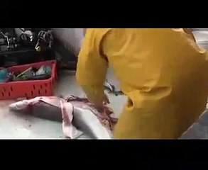 What Happened When a Man Cut Shark ?? Shocking Video