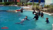 Children with Dolphins swimming enjoy the summer vacation