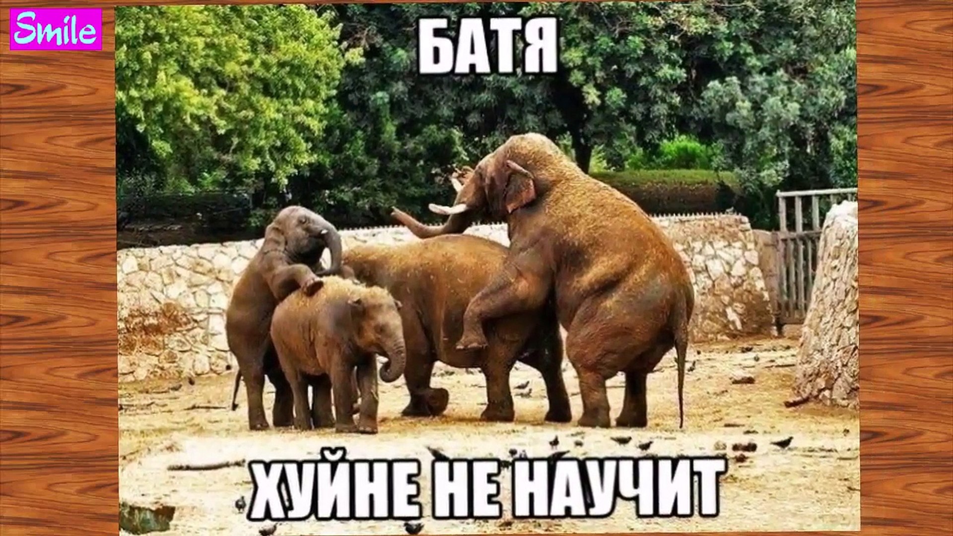 Приколы new года ФОТО ПРИКОЛЫ