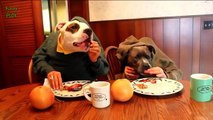 Dogs Eating With Human Hands Compilation 2014 [HD]