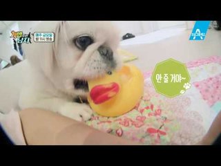 ‘꼬봉’이와 ‘퐁퐁’이의 새로운 주인을 찾습니다♡