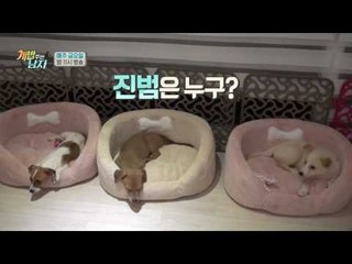 [웹오리지널] 소녀탐정 아오아(IOI), 밀실 응가 사건의 전말