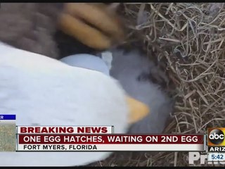 Eagle watch: One egg has hatched, waiting on number two