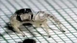 Cuban Spider[1]