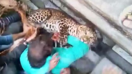 تلاش بی نتیجه برای به دام انداختن یک پلنگ در ایالت بنگال غربی هند