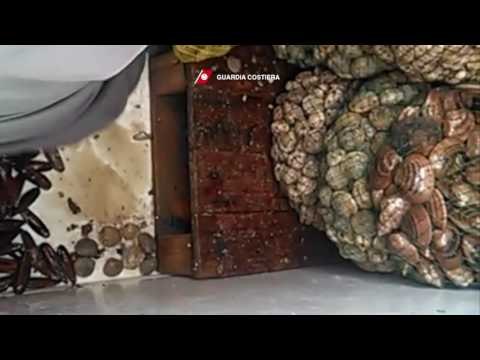 Bari - Sequestro datteri di mare (31.12.16)