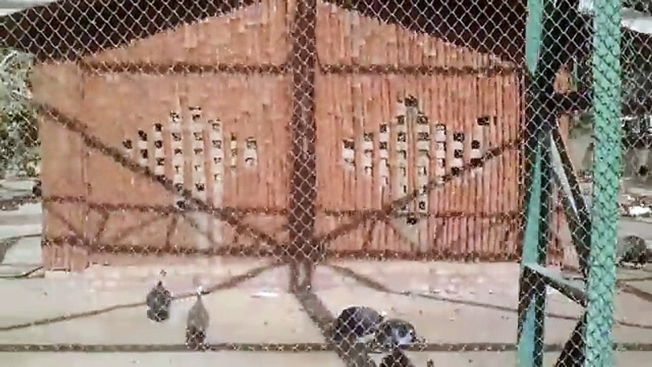 Funny Videos That Will Make You Laugh So Hard You Cry - Just Laughing !!