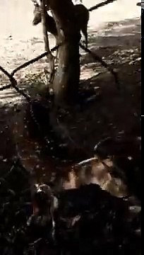 Funny Videos That Will Make You Laugh So Hard You Cry - Just Laughing !!