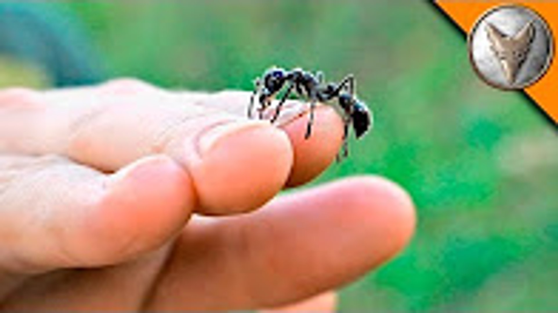⁣Free Handling Bullet Ants-!