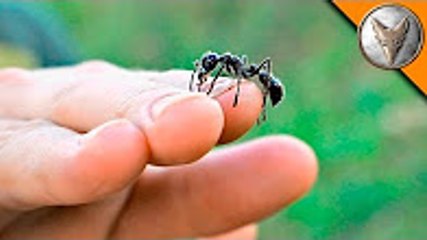 Free Handling Bullet Ants-!
