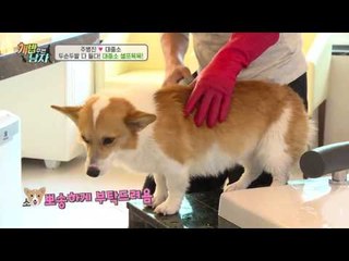 개 목욕비가 6만 5천원?! 주아빠의 대중소 셀프 목욕기!