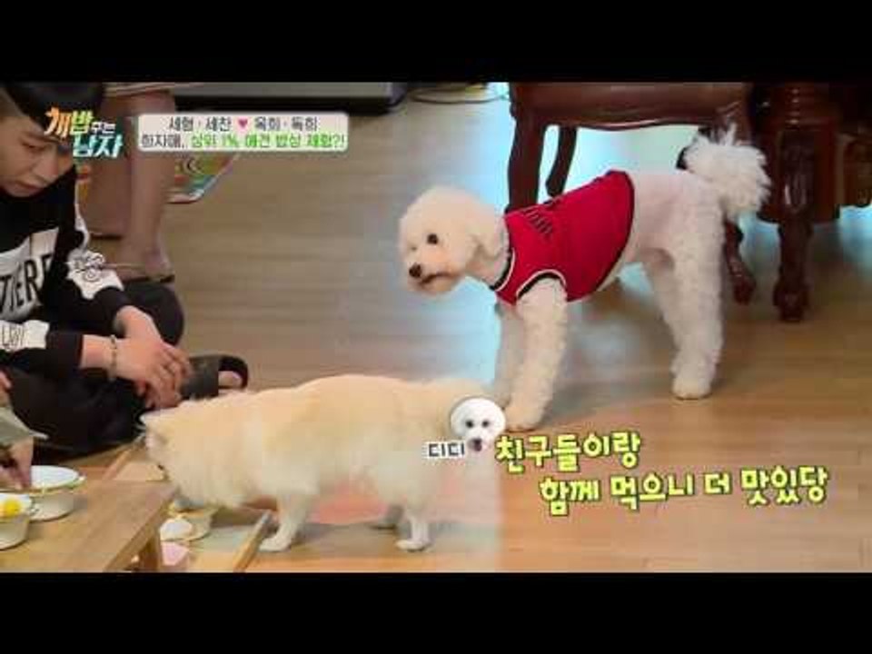 이것이 금수저犬?! 상위 1% 애견 밥상 먹어보는 옥희독희!