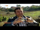 Balıkesir Folkloru - Anadolu'nun Sıcak Yüzleri - TRT Avaz
