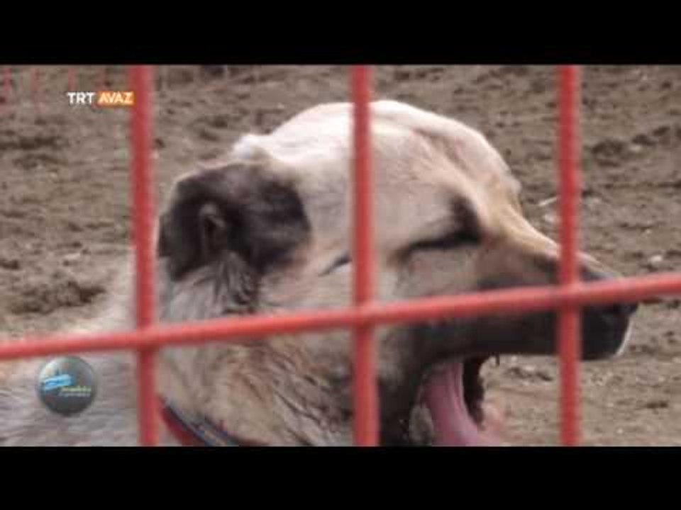 Sivas Kangal'ın Şifalı Suları - Programın Tamamı - Anadolu Kaplıcaları - TRT Avaz