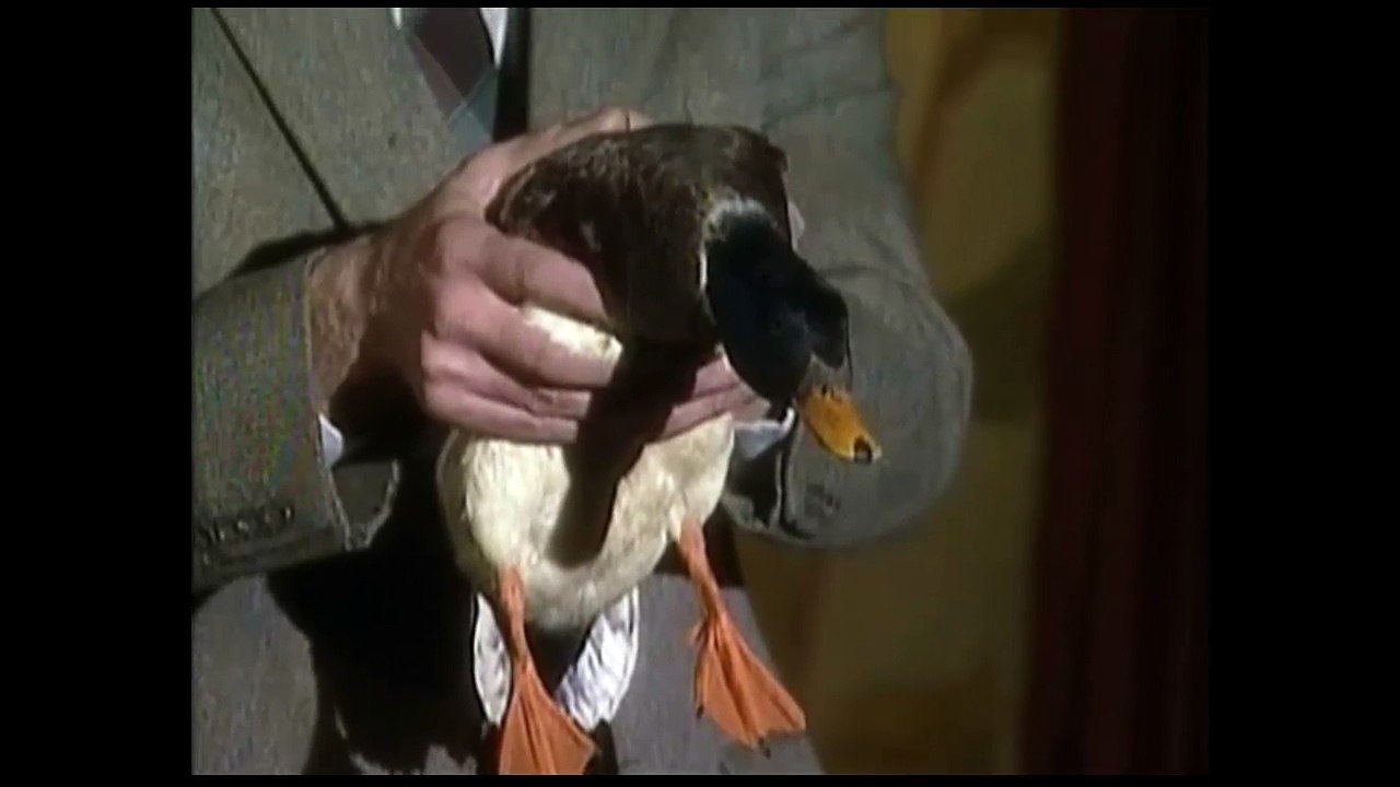 Farting Duck