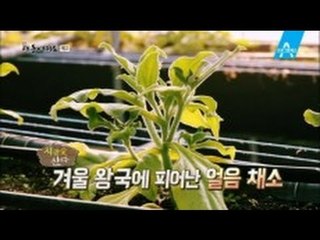 [예고] 언 채소 팔아서 한 달 매출 1억?_채널A_신대동여지도 126회