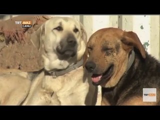 Download Video: Dört Ayaklı Belediye, İstanbul'un Sokak Köpekleri Sergisi - Devrialem - TRT Avaz