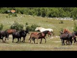 Binicilik ve Taşımacılık İçin Kullanılan Bosna Midillisi Atı - İstikamet Bosna Hersek - TRT Avaz