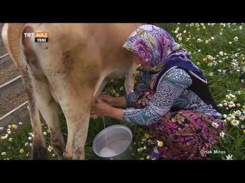Türklerde Yayla Dönemi - Ortak Miras - TRT Avaz
