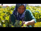 Türk Dünyası'nda Üzüm Hasadı - Ortak Miras - TRT Avaz