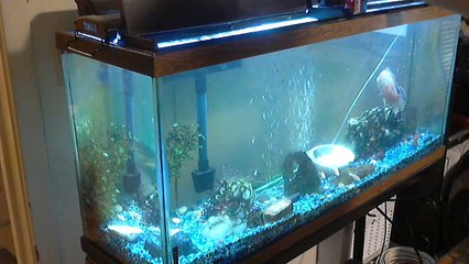 Amazon Alexa Gone Wild!