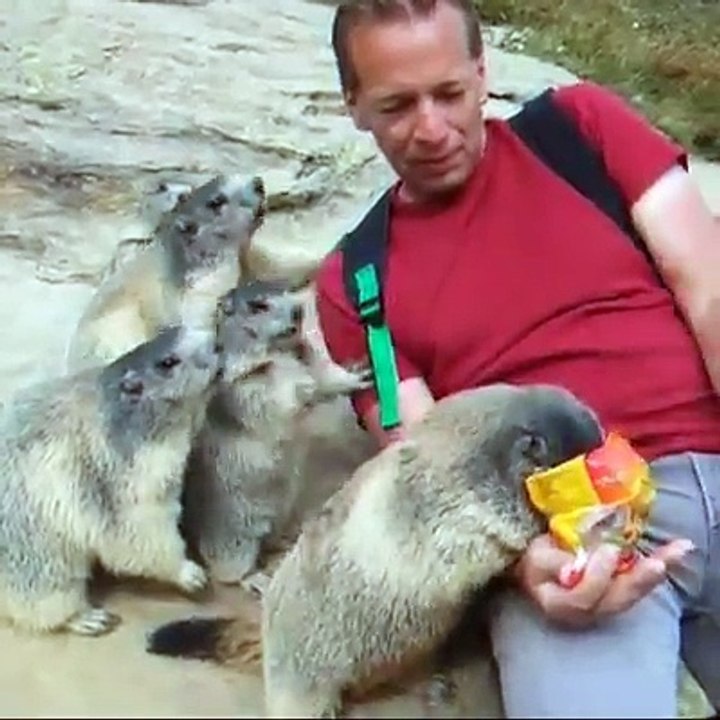 Best of 2015 Cute Funny Animals. enjoy with human