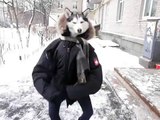 Dancing Husky _ Dog dancer