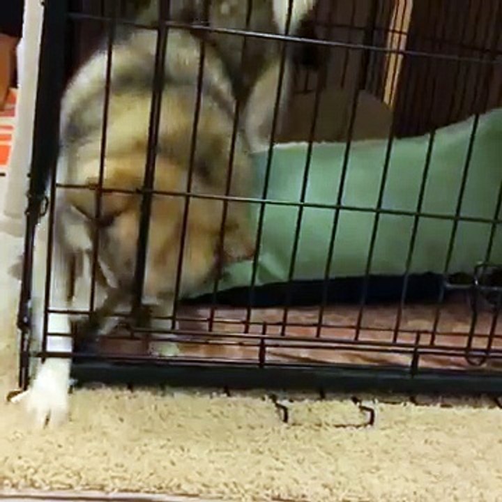Kobi the Alaskan Klee Kai and his heartfelt scream!