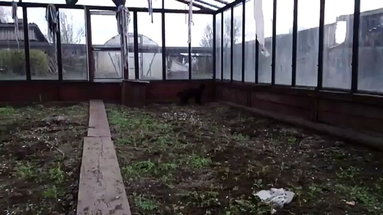 My cat is crazy