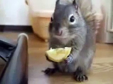 Белка ест лимон смотреть бесплатные видео приколы онлайн1