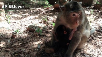 Handicap Monkey Care Baby Part 7 - Joy Is So Cute Baby Monkey