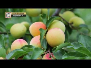 대박 매출 반찬, 이유가 있었다! 직접 재료를 재배, 수확까지