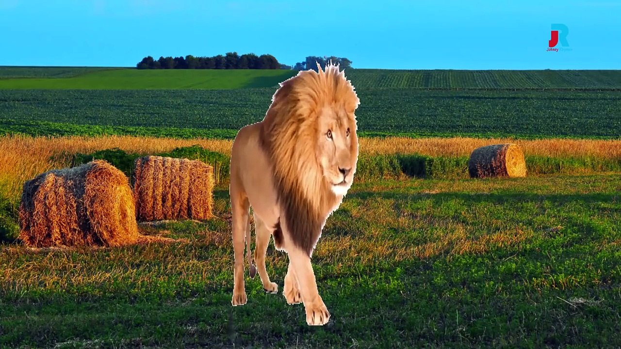 Finger Family Lion | Johney Rhymes Animal Finger Family Songs & Nursery Rhymes