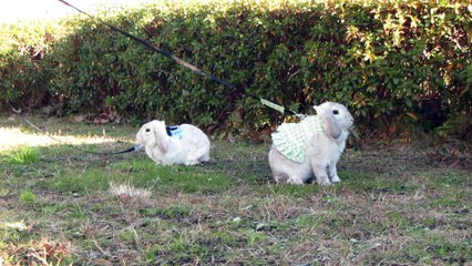 元旦の公園でウサん歩