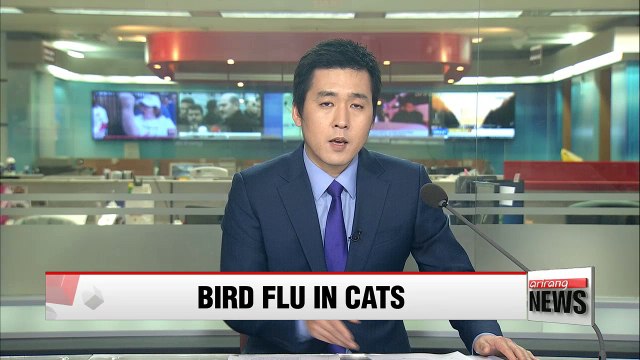 Gov't take extra precaution against possible AI infection from cats