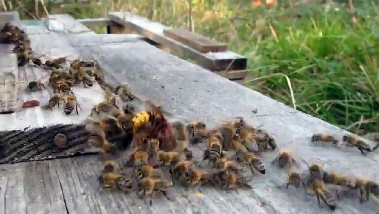 Des abeilles tuent un énorme frelon asiatique