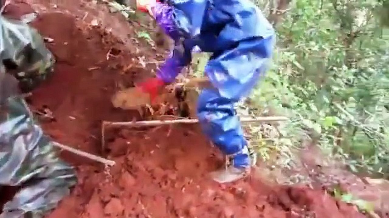 Ces ouvriers tombent sur le plus gros nid de frelons asiatiques du monde