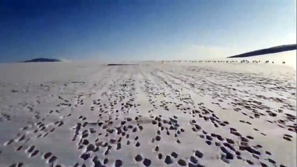 Cet homme en moto-neige poursuit des lapins - Images magnifiques