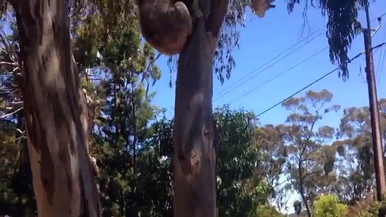 La tristesse du koala
