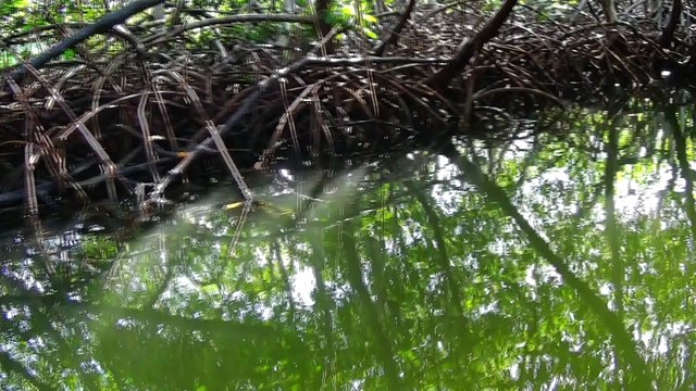 Punta RUCIA gran reserva de manglares provincia Puerto Plata region norte Republica Dominicana.parte 4.