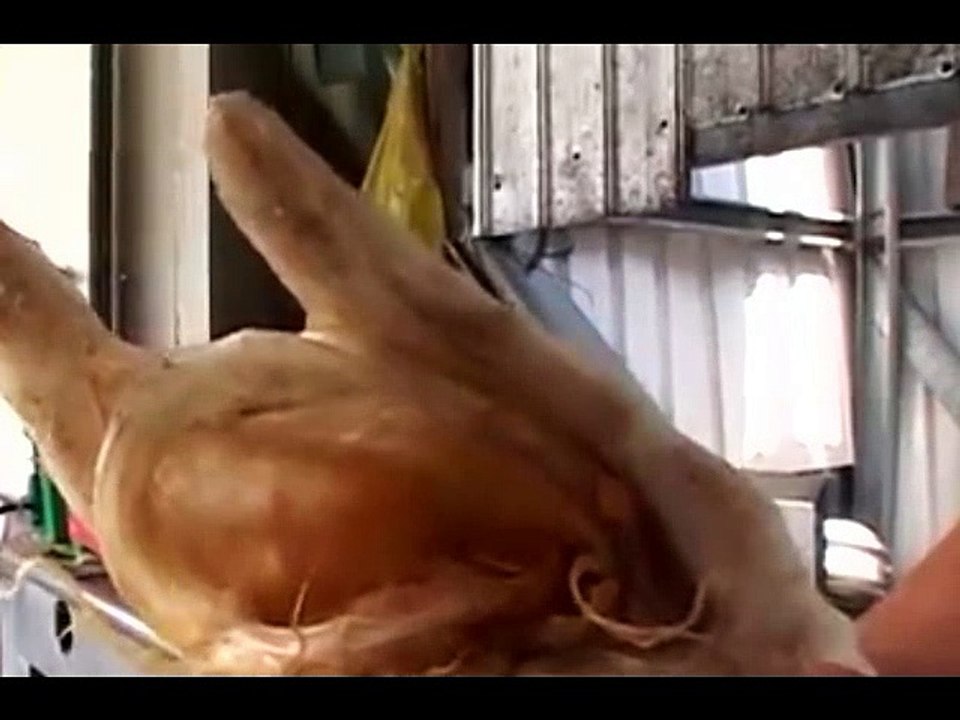 STRANGE RARE ANIMALS19