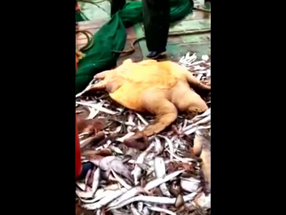 STRANGE RARE ANIMALS10