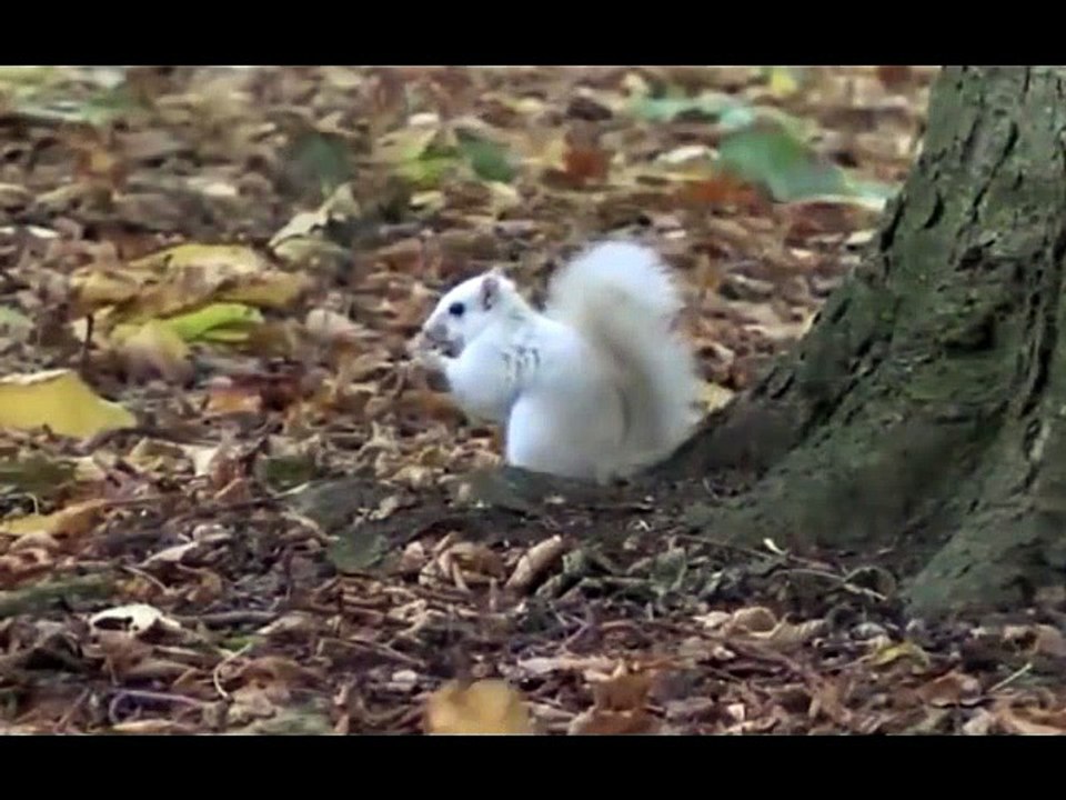 STRANGE RARE ANIMALS8