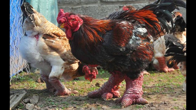 chuyên bán gà đông tảo , bán lợn bán , bán lợn rừng , bán thịt thỏ , bán thịt dê , bán vit trơi, bán giò tết