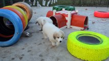 Chiots males et femelles montagne des pyrénées patou lof à réserver à la Plaine d'Astrée 9 semaines de Gérone x Jap'Loup