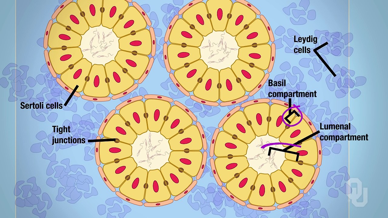 Human Physiology - Functional Anatomy of the Male Reproductive System