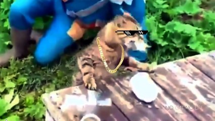 Cats Thug Life Compilation