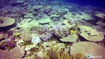 Record coral kill-off on Great Barrier Reef-jRIDPmWqgIw