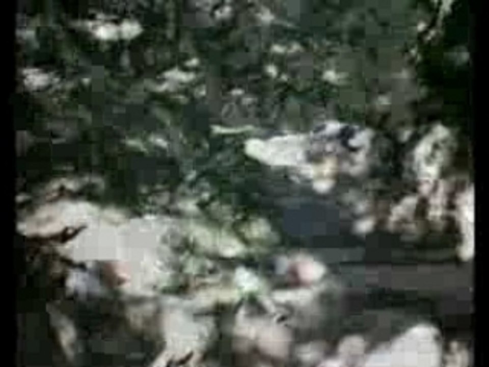 Vtt Argentière caméra embarquée